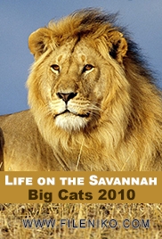 دانلود مستند گربه های بزرگ Life on the Savannah: Big Cats 2010 مالتی مدیا مستند 