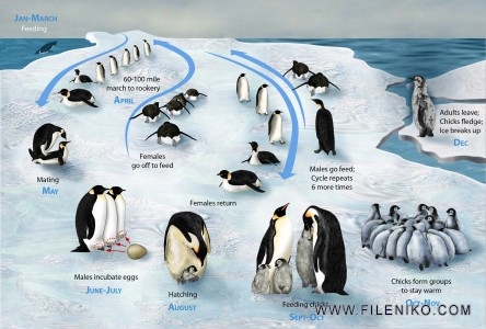 دانلود مستند Snow Chick: A Penguin's Tale 2015 جوجه برفی داستان یک پنگوئن مالتی مدیا مستند 