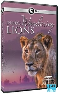 دانلود مستند India's Wandering Lions 2016 مالتی مدیا مستند 