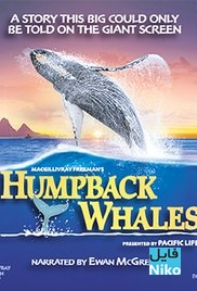 دانلود مستند Humpback Whales 2015 وال های گوژپشت مالتی مدیا مستند 