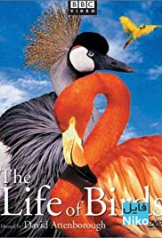 دانلود مستند زندگی پرندگان The Life of Birds 1998 با زیرنویس انگلیسی مالتی مدیا مستند 
