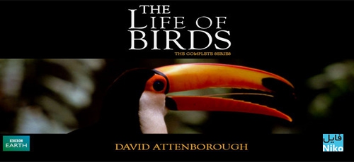 دانلود مستند زندگی پرندگان The Life of Birds 1998 با زیرنویس انگلیسی