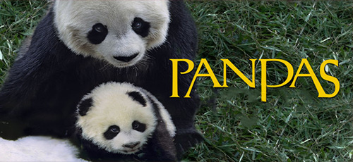 دانلود مستند Pandas 2018 (پانداها) با دوبله فارسی 4K