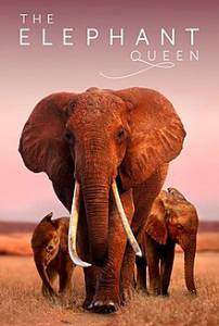 دانلود مستند The Elephant Queen 2019 مالتی مدیا مستند 