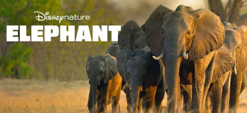 دانلود مستند Elephant 2020 محصولی از دیزنی نیچر با زیرنویس فارسی