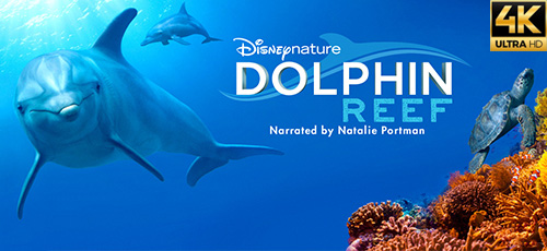 دانلود مستند Dolphin Reef 2020 تپهی دلفین 4K با زیرنویس فارسی