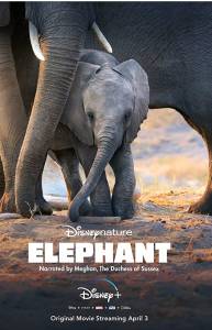 دانلود مستند Elephant 2020 محصولی از دیزنی نیچر با زیرنویس فارسی مالتی مدیا مستند مطالب ویژه 