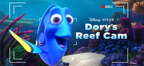 2020 Dory's Reef Cam