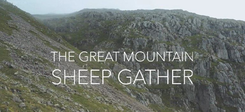 دانلود مستند The Great Mountain Sheep Gather 2020