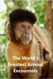 دانلود مستند Worlds Greatest Animal Encounters 2020 مالتی مدیا مجموعه تلویزیونی مستند 