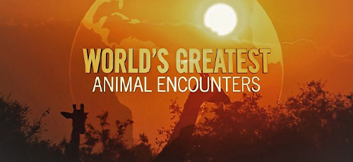 دانلود مستند Worlds Greatest Animal Encounters 2020